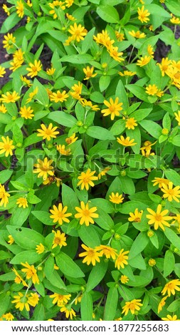 Image of yellow flower pattern background and green leaves from top view