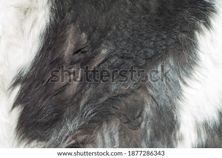 the texture of the fur of an old dog of black and white color. as a background to the backdrop.