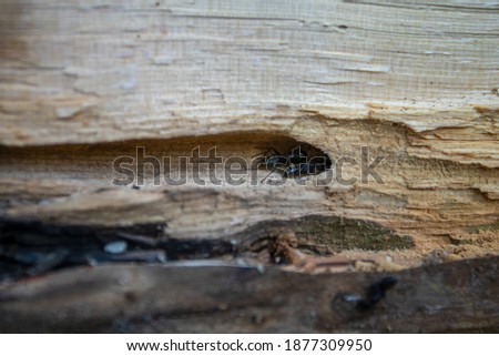 Structural damage to home from Black Carpenter Ant (Camponotus Pennsylvanicus) colony. Selective focus, background blur and foreground blur. 
 Royalty-Free Stock Photo #1877309950
