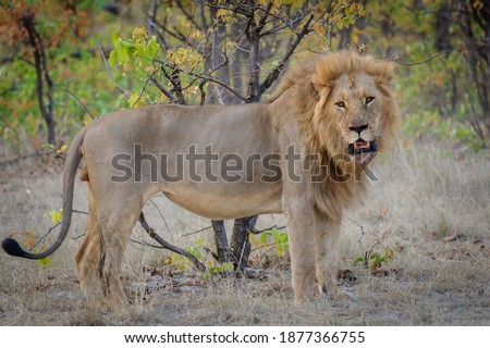 Gorgeous male lion (Panthera leo) with blond mane standing. Horizontal (landscape) orientation with space for and copy. Moremi Game Reserve. Okavango Delta. Botswana.