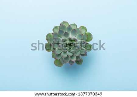 Natural background. Green echeveria succulent on blue background. Top view - Image