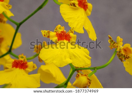 Yellow and gray Trendy Colors of the year 2021. Yellow Orchid flowers on gray wall background. Yellow Phalaenopsis Plant Orchid Oncidium Sweet Sugar