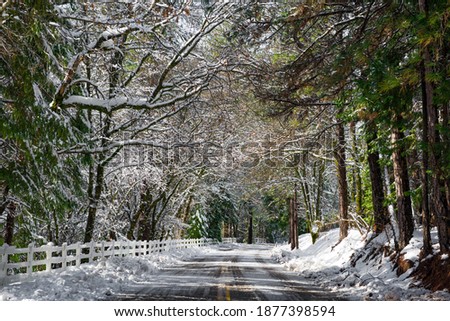 Winter scenery of a road lined with snow covered trees.