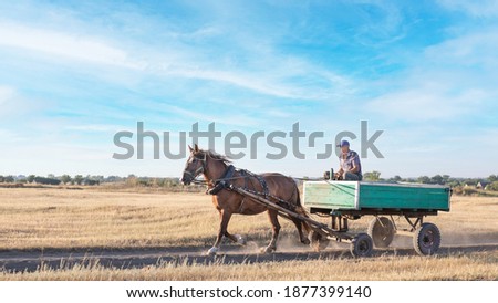 A horse pulls an old cart. Unusual mode of transport. Royalty-Free Stock Photo #1877399140