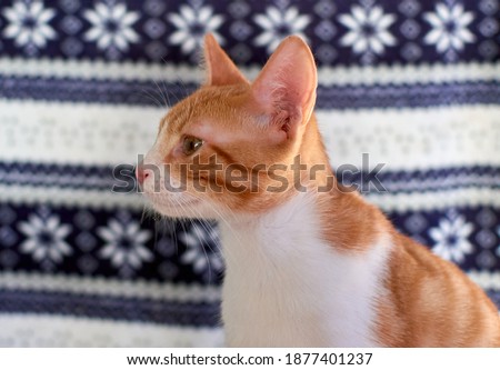 A closeup shot of a white and ginger cute kitten in front of a patterned background
