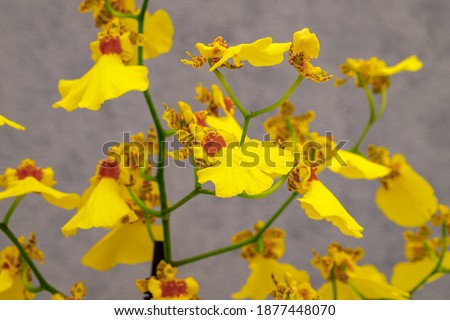 Trendy Colors of 2021 year Yellow and gray. Yellow Orchid flowers on gray wall background. Yellow Phalaenopsis Plant Orchid Oncidium Sweet Sugar