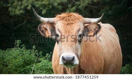 Brown cow standing in a green pasture
