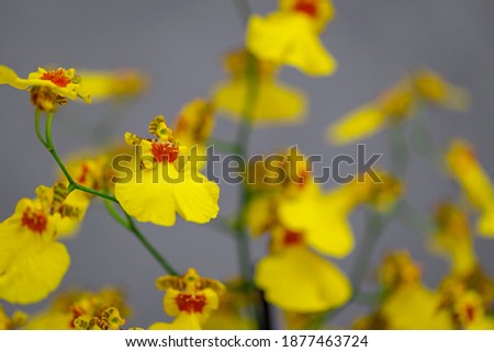Trendy Colors of 2021 year Illuminating and Ultimate gray. Yellow Orchid flowers on gray wall background. Yellow Phalaenopsis Plant Orchid Oncidium Sweet Sugar