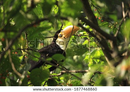 Baby toucan in the vicinity of the city is waiting for food from its mother.