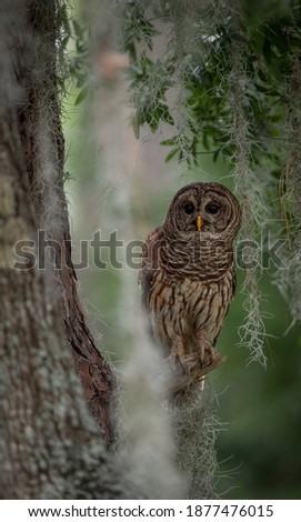 A barred owl in Florida 
