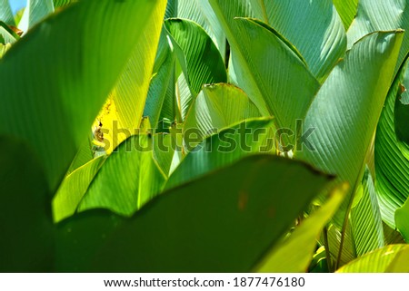 tropical green leaves pattern bacground