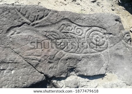 Petroglyph carved in stone depicting a deer. Rock paintings. Petroglyphs of Sikachi-Alyan, Khabarovsk Krai. Royalty-Free Stock Photo #1877479618