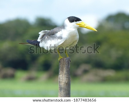 Yellow-billed Tern (Sternula superciliaris)  LaridaeAmazon family. Amazon River, Brazil Royalty-Free Stock Photo #1877483656