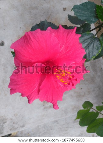 Pink China Rose Flower closeup