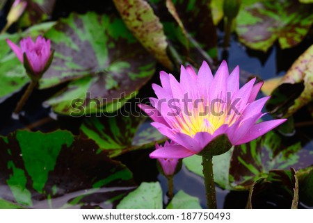 Pink Lotus flower, lotus in nature