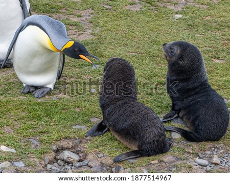 Two small cute dark gray seals sit side by side on the grass and the penguin tilted its head towards them with its beak open
