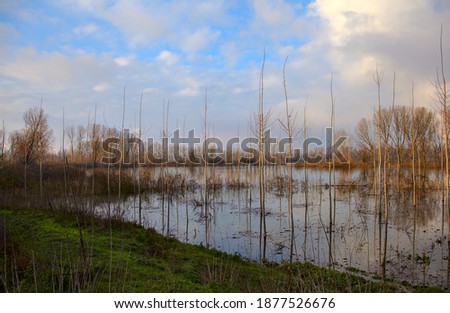 Flooded birch tree plantation after a strong rainfall in autumn