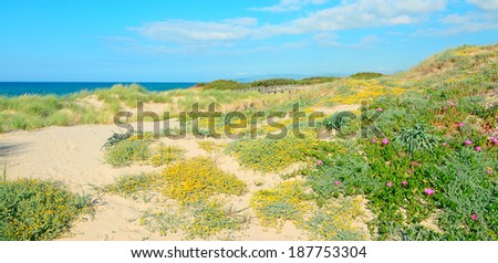 flowers and plants on Platamona sand dunes