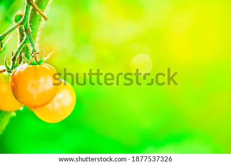 Sunny summer image of cherry tomatoes with text space.