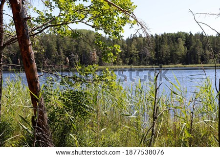 Lake and trees around it. Multiple trees and other vegetation surrounding lake, streams and water surfaces.