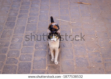 Portrait of angry tricolor cat with yellow eyes