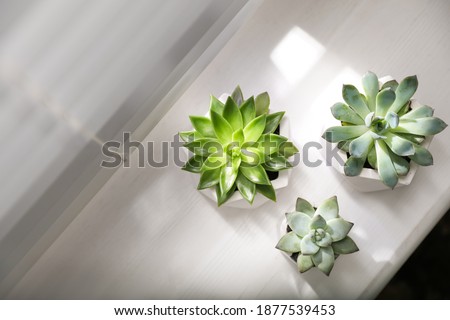 Beautiful potted succulents on white window sill, flat lay