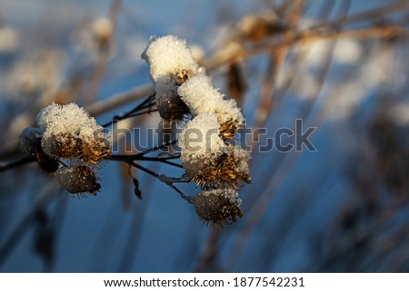 Dry thistle, covered with snow on a winter sunny morning. Natural tones, the concept of minimalism. Selective focus.