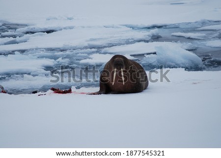A walrus lies on an ice floe and guards its prey