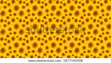 Pattern from yellow sunflower flowers. Backdrop for design. Beautiful floral background.