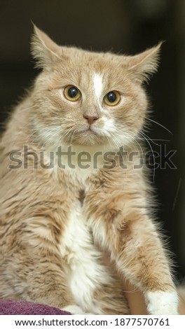 large ginger with white cat on shoulder portrait