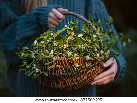 Young girl holding a wicker basket with mistletoe branches with green leaves and white berries. (Viscum album). Christmas tradition concept. Selective focus.