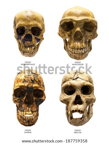 Fossil skull of Homo Erectus, Homo Sapiens, Homo Neanderthalis and Homo Antecessor. Last one is the earliest known human species in Europe. Royalty-Free Stock Photo #187759358