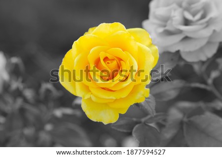 Colors of year 2021. Gray and Yellow. Beautiful rose flower in the garden