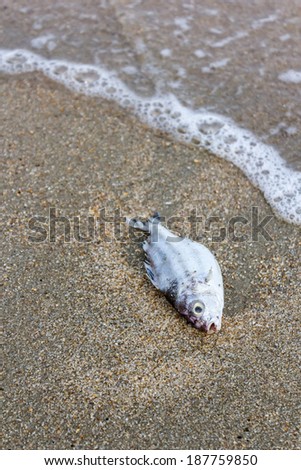 Death fish on the beach, global warming / natural destruction / extinction.  Royalty-Free Stock Photo #187759850