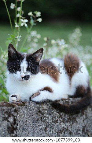 black and white cat lying in front of a flower