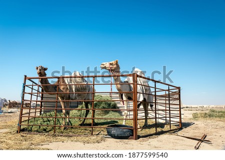 Group of camels in Al-Sarar desert, SAUDI ARABIA.