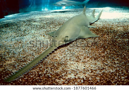 High contrast image of a sawtooth shark posing at the bottom of the sea