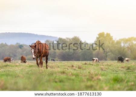 Beautiful chestnut horse grazing in summer field. Green pasture with feeding farm stallion.
