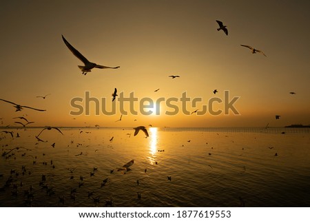 Silhouettes of birds over the sea during sunset