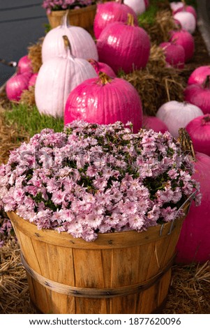A basket of pretty pink Mums with pink pumpkins for Breast Cancer Awareness month in October vertical