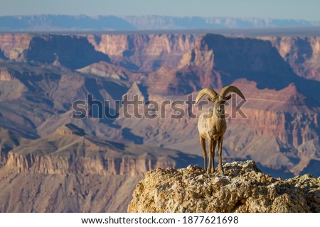 Desert Big Horn Ram Sheep at Grand Canyon National Park Arizona Royalty-Free Stock Photo #1877621698