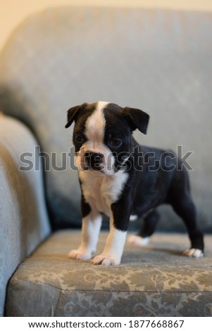 8 Week old Boston Terrier puppy 