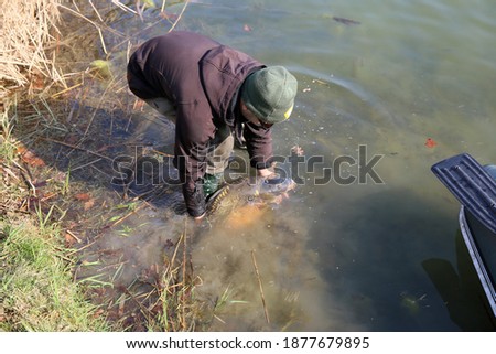 A very large carp caught at a carp competition being released into the lake
