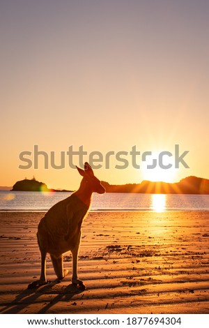 Kangaroo watching sunset on the beach, Cape Hillsborough, Queensland, Australia