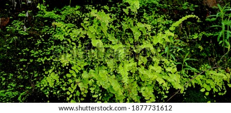 Landscape suplir. Suplir is a popular fern plant to decorate a room or garden that belongs to the Adiantum clan
