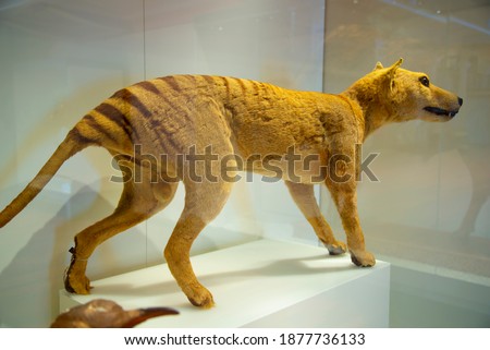 Thylacine (Tasmanian Tiger) - Australia Royalty-Free Stock Photo #1877736133