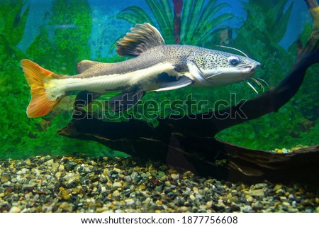 Red-tailed catfish in the aquarium. Redtail catfish  (Phractocephalus hemioliopterus) Royalty-Free Stock Photo #1877756608