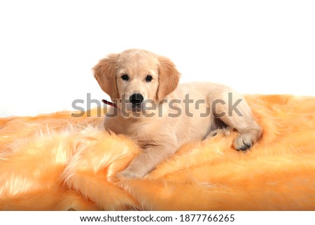 A cute funny puppy of Golden Retriever lying on a beige mat on a white isolated background and looks at the camera. High quality photo