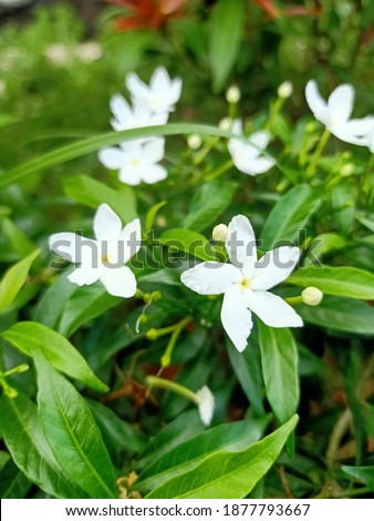 Tabernaemontana divaricata The cute white flower
