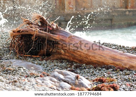 a tree trunk thrown by the surf on a pebble beach
